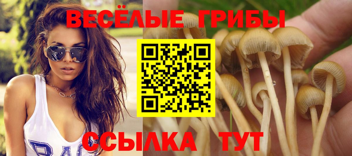 Псилоцибиновые грибы Psilocybine cubensis Чебаркуль